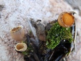 Geopyxis carbonaria image
