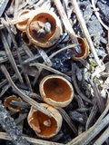 Geopyxis carbonaria image