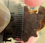 Fuscoporia ferrea image