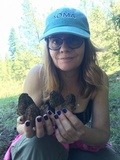 Morchella snyderi image