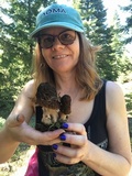 Morchella snyderi image