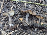 Myxomphalia maura image