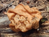 Gyromitra montana image