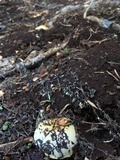 Pholiota olivaceophylla image