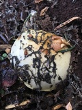 Pholiota olivaceophylla image