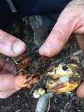 Pholiota olivaceophylla image