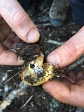 Pholiota olivaceophylla image