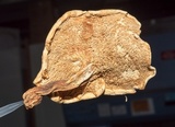 Hydnum neorepandum image