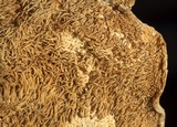 Hydnum neorepandum image