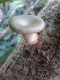 Lentinus sajor-caju image