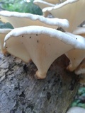 Lentinus sajor-caju image