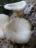 Lentinus sajor-caju image