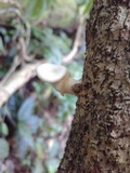 Lentinus sajor-caju image