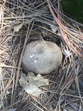 Gastropila fumosa image