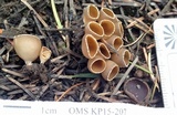 Geopyxis carbonaria image