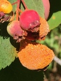 Gymnosporangium libocedri image