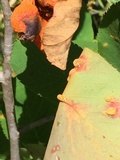 Gymnosporangium libocedri image