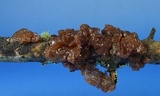 Exidia recisa image