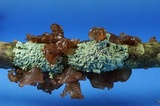 Exidia recisa image