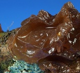 Exidia recisa image