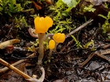 Mitrula elegans image