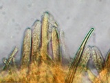 Mitrula elegans image