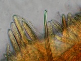 Mitrula elegans image