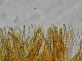 Mitrula elegans image