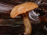 Cudoniella clavus image