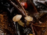 Cudoniella clavus image
