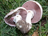 Agaricus californicus image