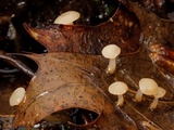 Cudoniella clavus image