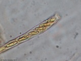 Cudoniella clavus image
