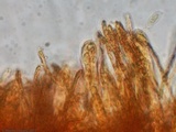 Cudoniella clavus image