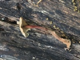 Gymnopus dichrous image