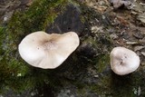 Pluteus petasatus image