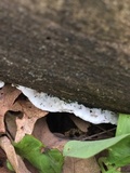 Gloeoporus dichrous image