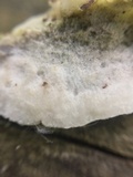 Gloeoporus dichrous image
