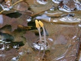Mitrula elegans image