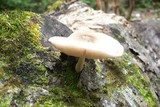 Pluteus petasatus image