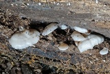 Crepidotus alabamensis image