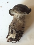 Hygrophorus marzuolus image