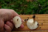 Cuphophyllus virgineus image
