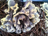 Thelephora vialis image