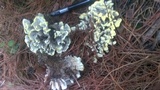 Thelephora vialis image