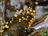 Vibrissea truncorum image