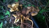 Craterellus aureus image