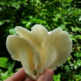 Lentinus striatulus image