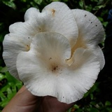 Lentinus striatulus image