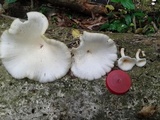 Lentinus striatulus image